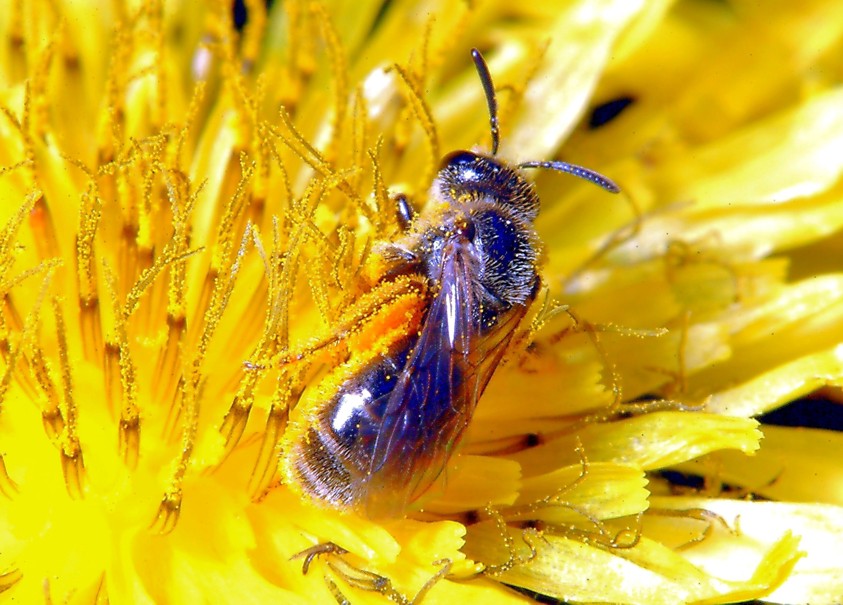 Per chi ama la macrofotografia
